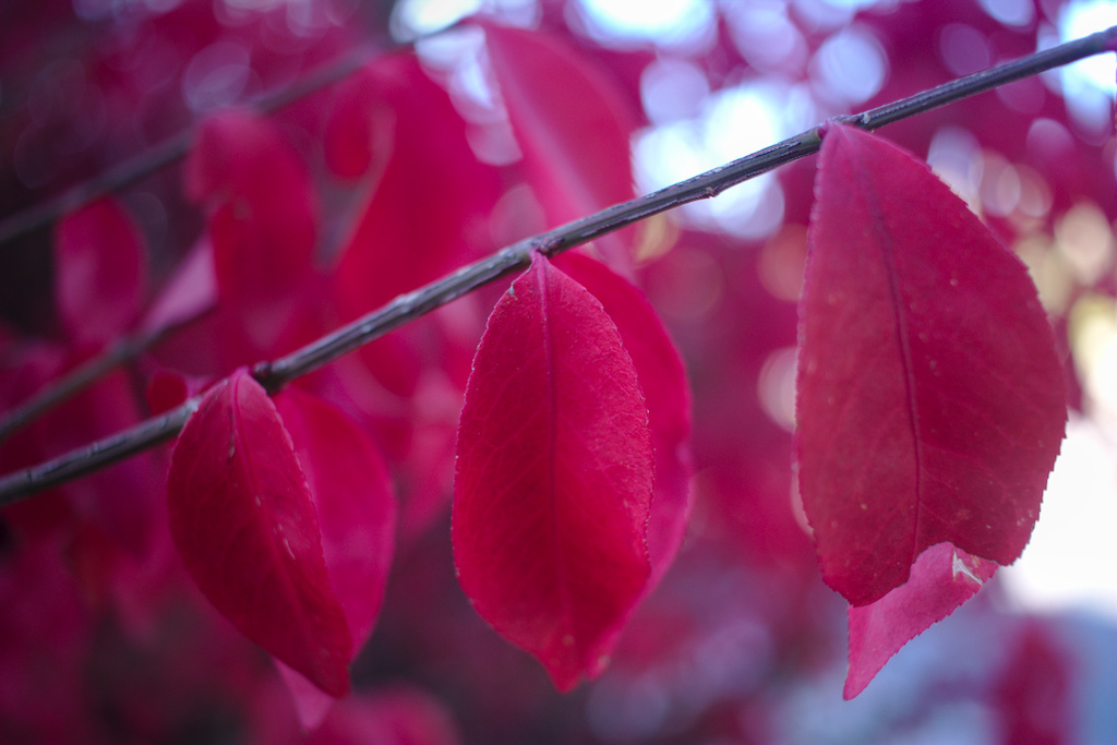 Red Leaves